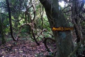 13. Morgan s Bay - Bushbuck trail, The Monkey swings
