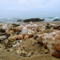 23. Bulungula - Shells on beach