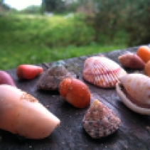 27. Bulungula - The beautiful shells I found on the beach