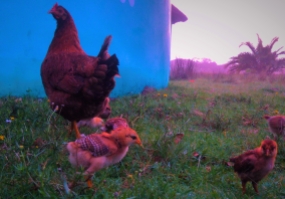 35. Bulungula - A hen and her chicks early morning