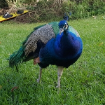 64. Cintsa - Peacock